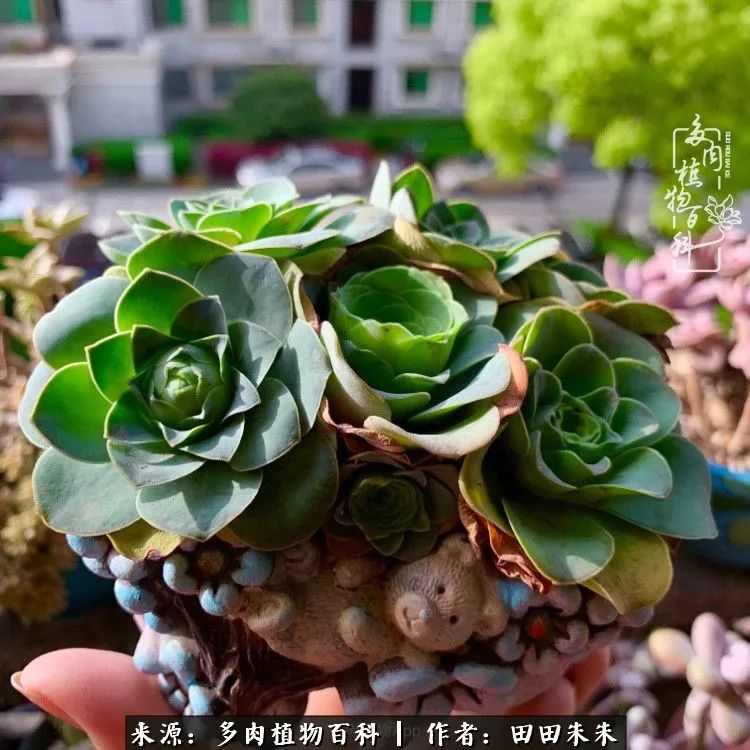 玫小青,7月份了山地玫瑰该怎么养