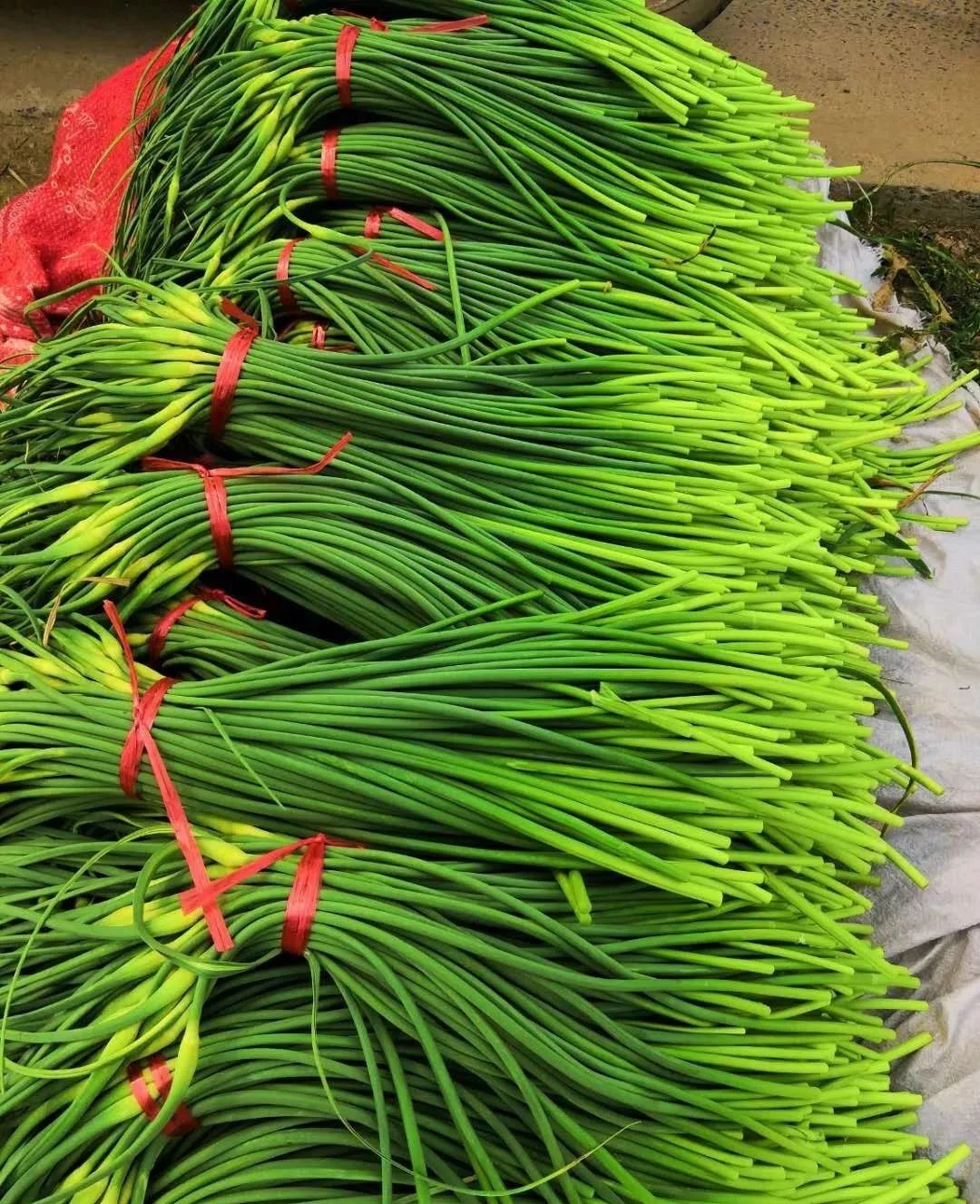 苍山蒜薹上市,2023年山东苍山蒜薹最新价格