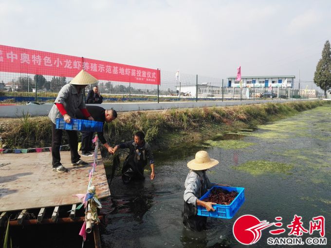 养殖龙虾几月下苗好,五月龙虾正肥时百亩秧苗迎春长
