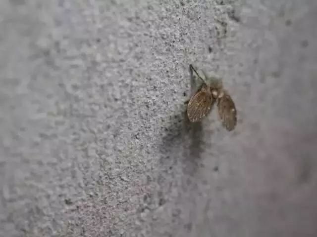 家里有小飞虫和蟑螂,家里装了纱窗还是有小蚊子能进来