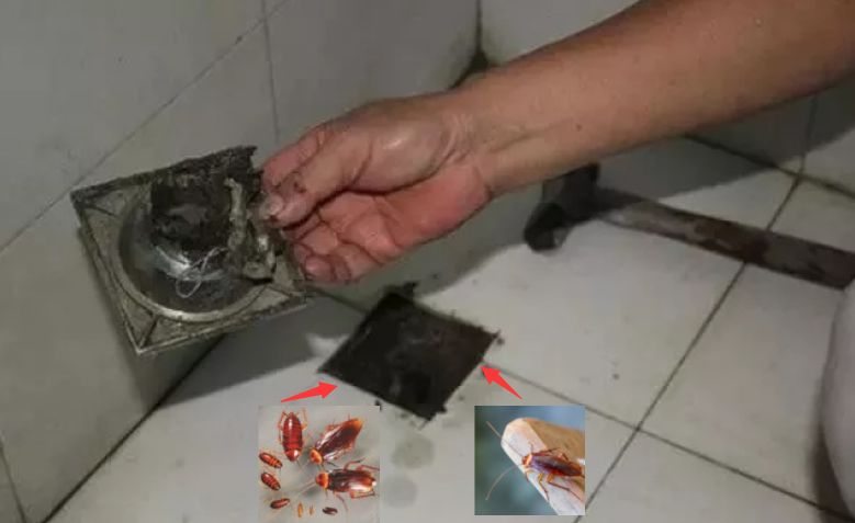 家里有小飞虫和蟑螂,家里装了纱窗还是有小蚊子能进来