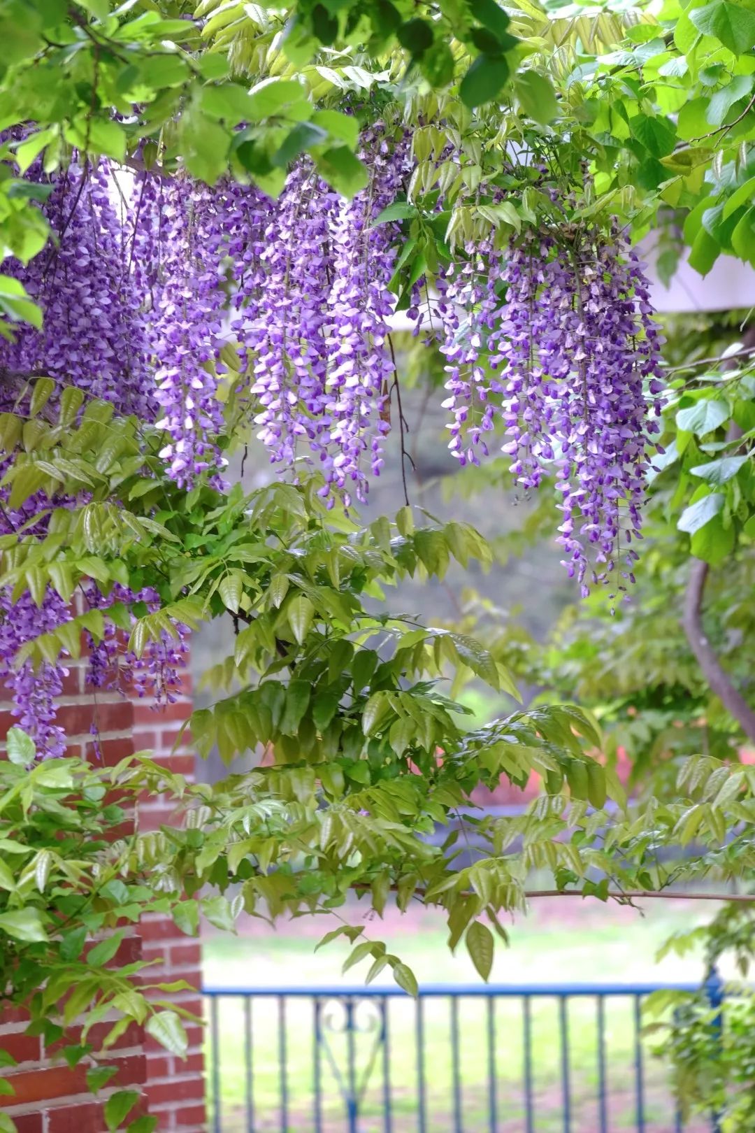 闈掑矝缁濈編鐎戝竷,闈掑矝绱壊鐎戝竷