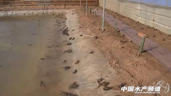 养林蛙的十大忠告,林蛙养殖前景南方养林蛙