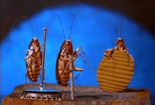 轻轻一喷快速消灭螨虫,车内蟑螂怎么消灭