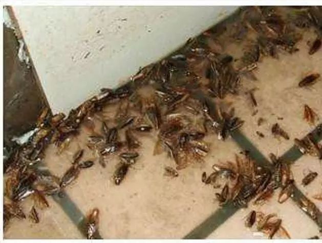 轻轻一贴蟑螂一窝端,广州蟑螂怎么消灭