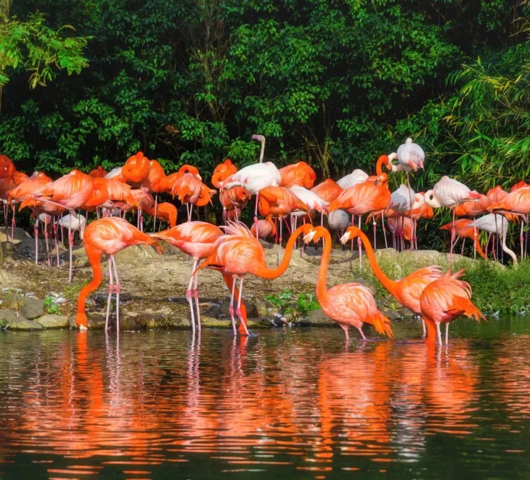 上海迪士尼免费玩的景点,上海旅游节半价景点迪士尼