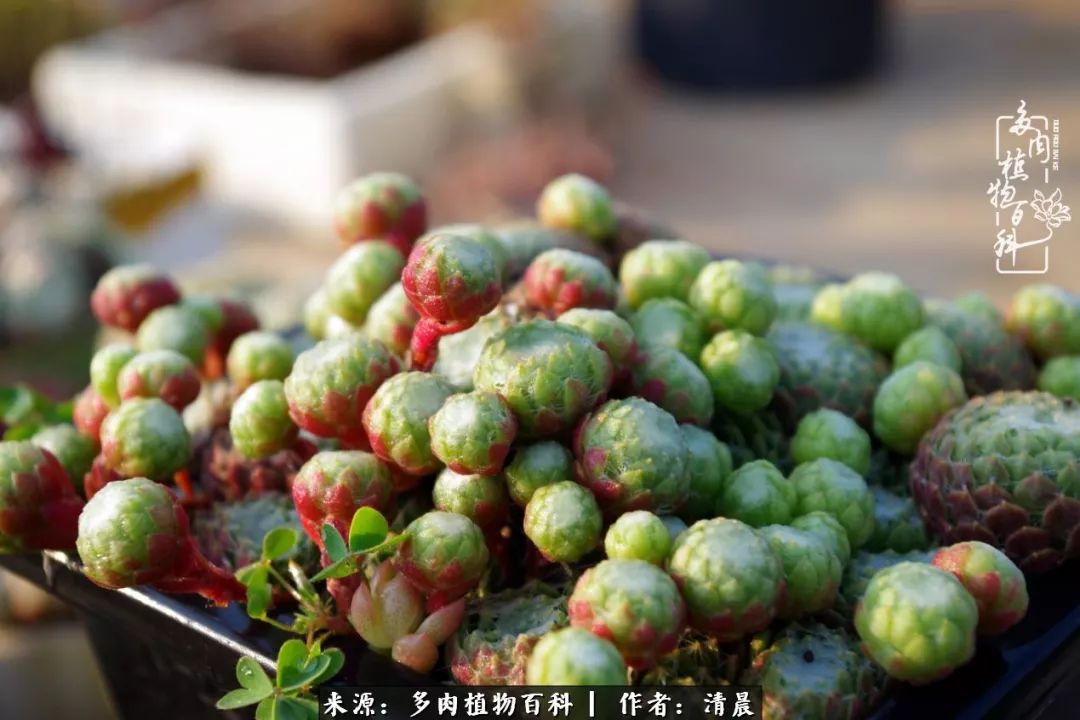 记录多肉开花的美好时光,清晨的多肉图片大全