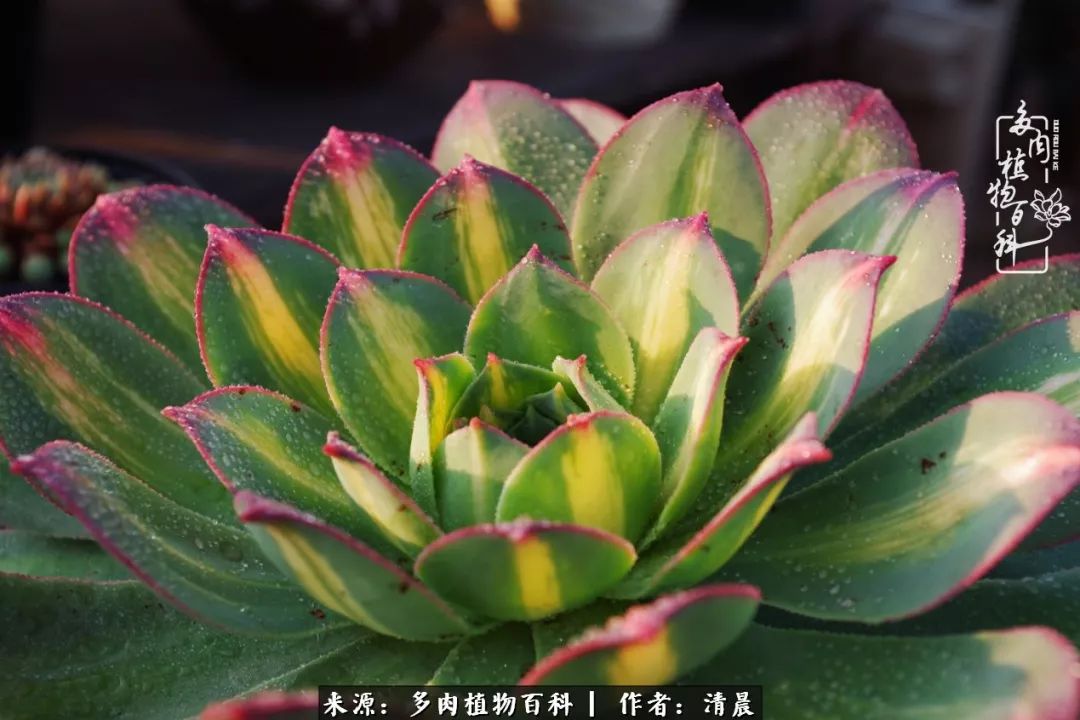 记录多肉开花的美好时光,清晨的多肉图片大全