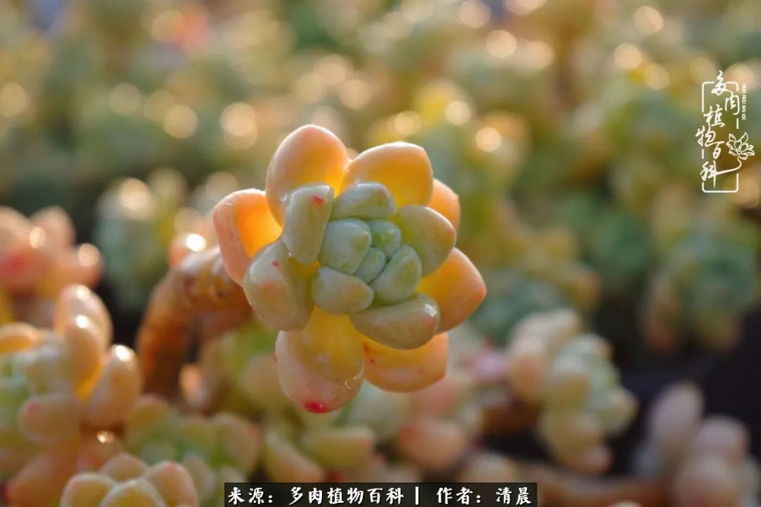 记录多肉开花的美好时光,清晨的多肉图片大全