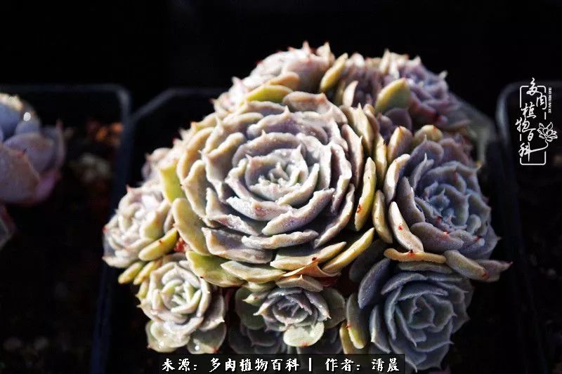 记录多肉开花的美好时光,清晨的多肉图片大全