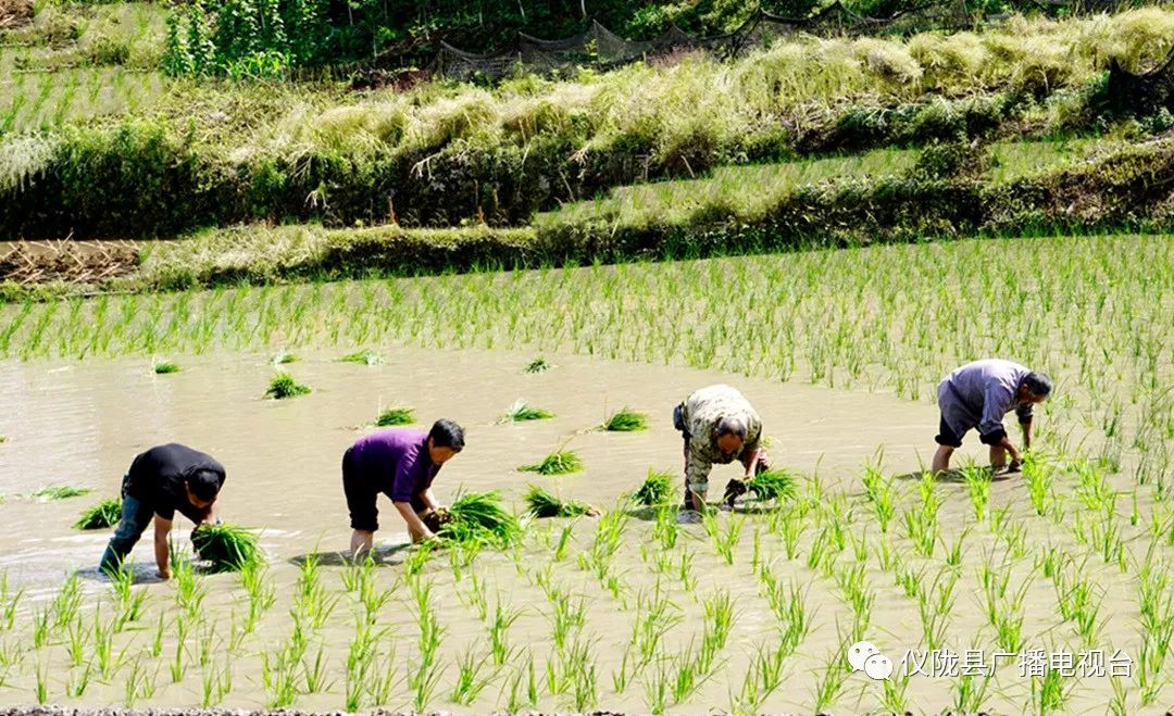 插秧感人的经历,插秧是一年中最重要的事儿