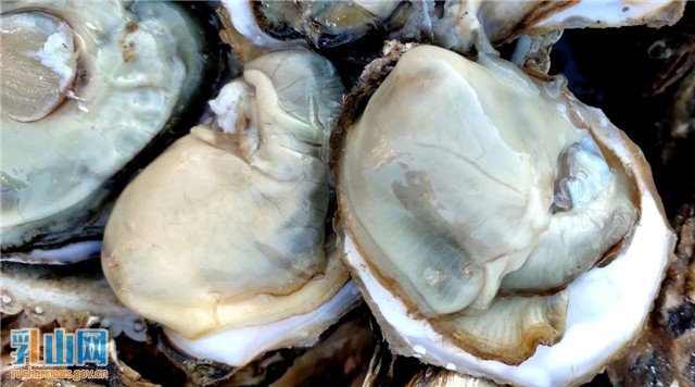 乳山生蚝宴,蚝门盛宴乳山生蚝