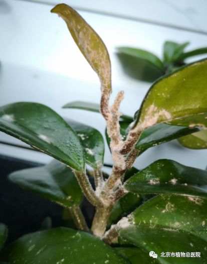 出现这种虫子得赶紧治，治晚了，谁也帮不了你