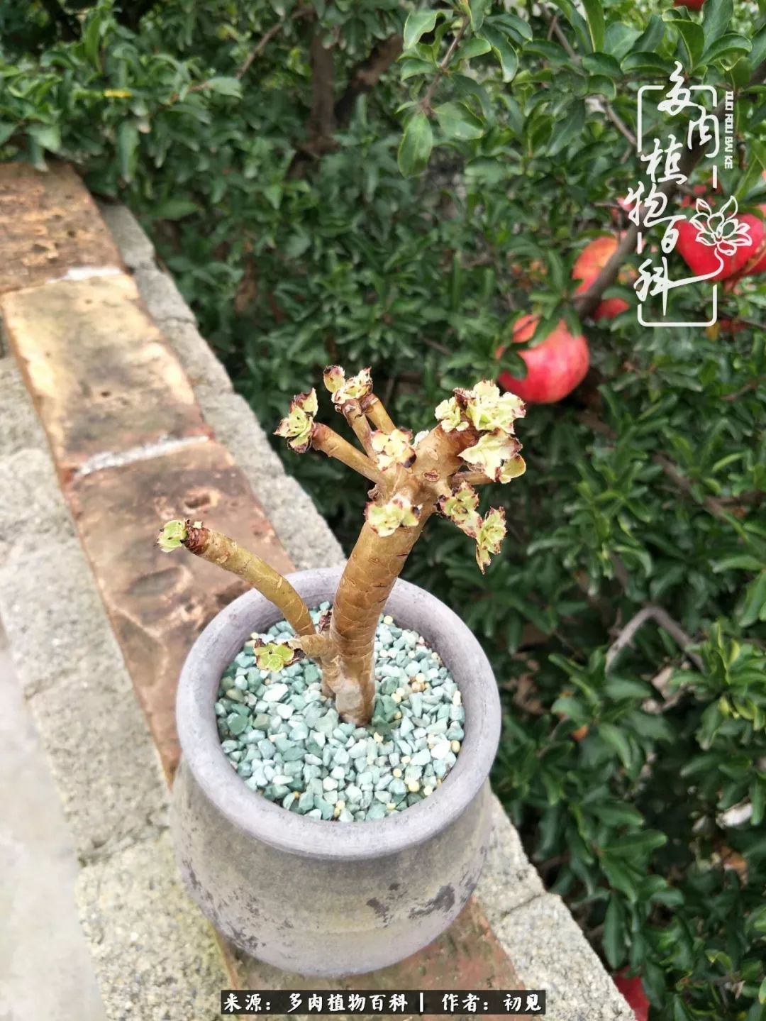 从开始养多肉就对多肉疯狂热爱,多肉美肉控养方法