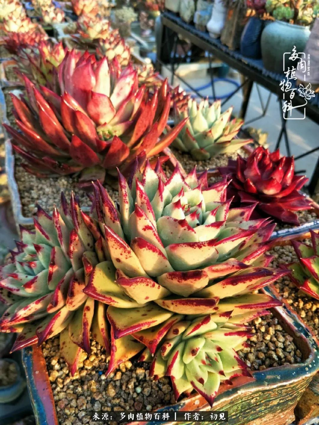 从开始养多肉就对多肉疯狂热爱,多肉美肉控养方法