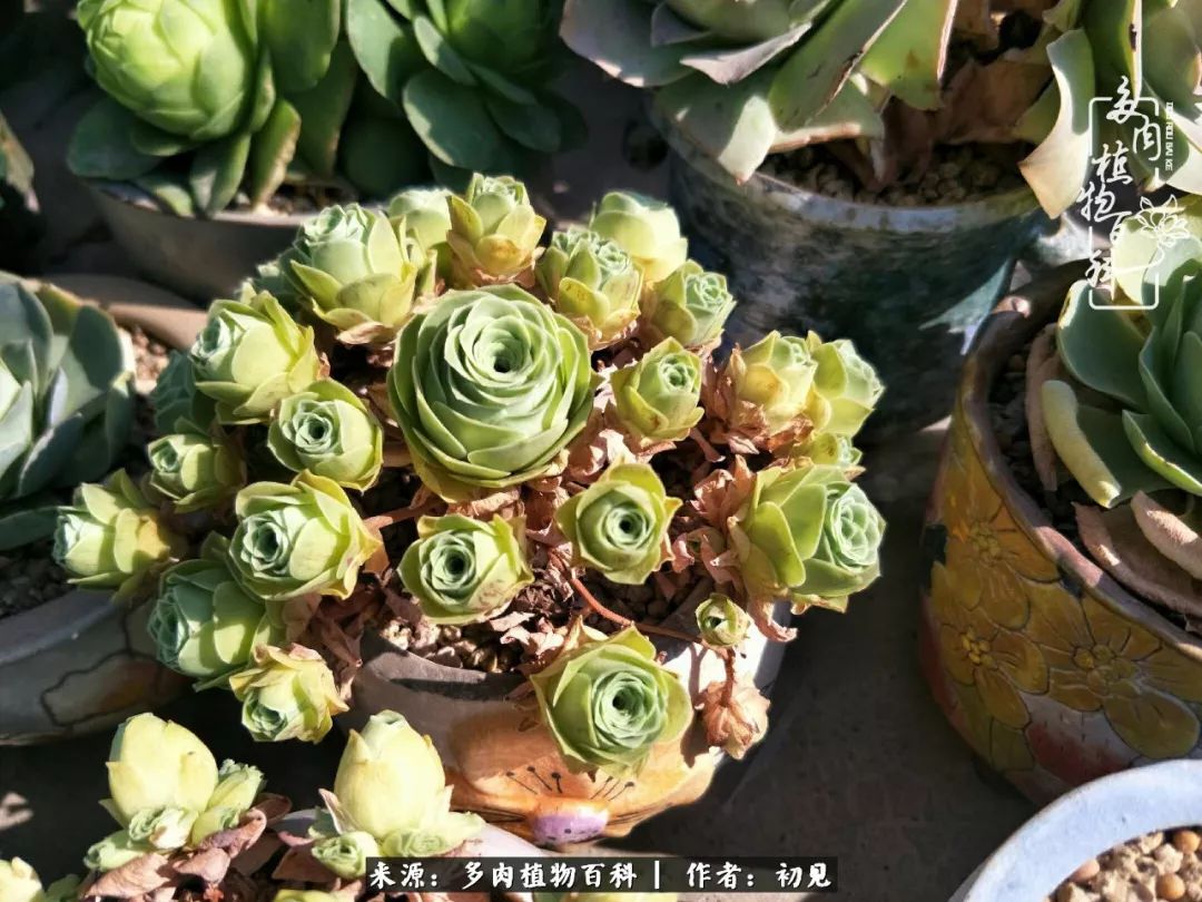 从开始养多肉就对多肉疯狂热爱,多肉美肉控养方法