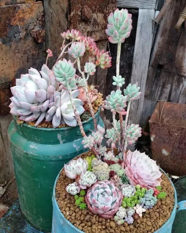 多肉老桩怎么才能更好看,紫珍珠多肉老桩可以用全颗粒土吗