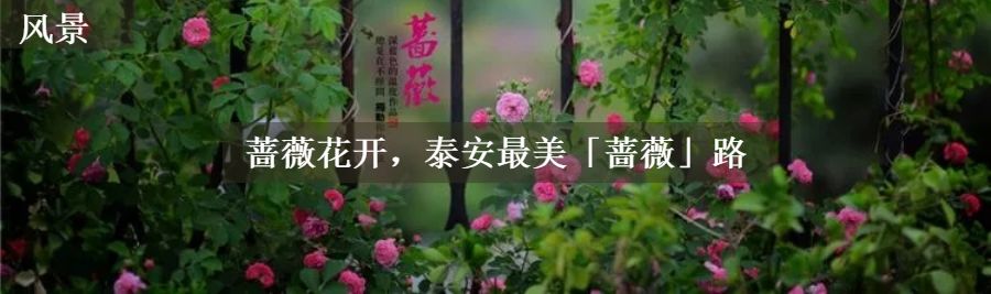 周末去哪儿快来这里尽情撒欢吧,周末周边游去一趟自己想去的地方