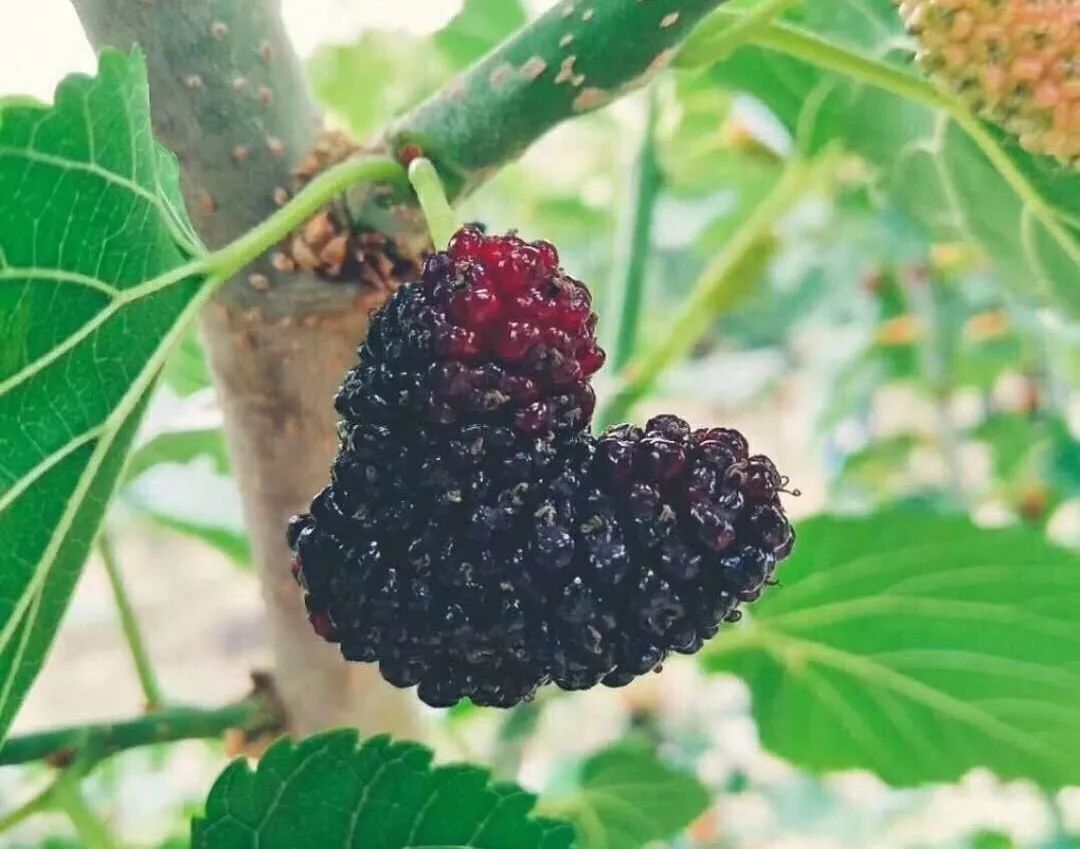 AreYouReady~~~第六届桑果紫酒节火爆来袭！采桑葚，赏演出，如此“葚”好！