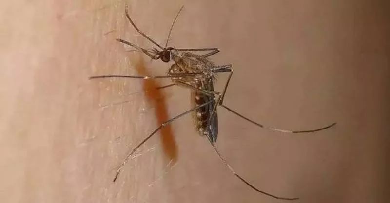 蚊子为什么爱咬你,为什么蚊子只咬你一个人