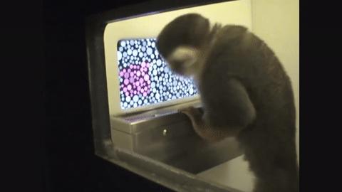 数亿色盲者的希望，可能在这只“超能力猴”身上