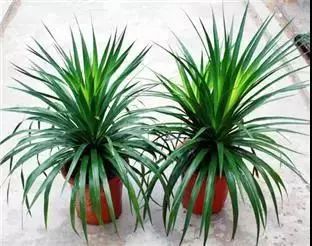 仙人掌养花知识,仙人掌养不死的诀窍