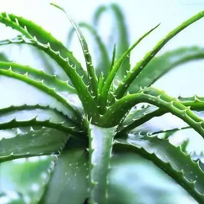 仙人掌养花知识,仙人掌养不死的诀窍