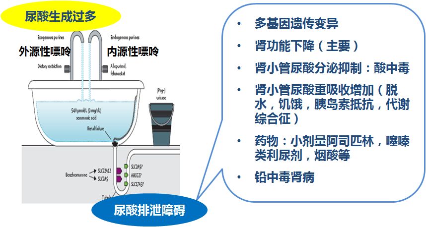 心衰肾衰伴高尿酸怎么治疗,心衰引起的肌酐和尿酸高怎么办