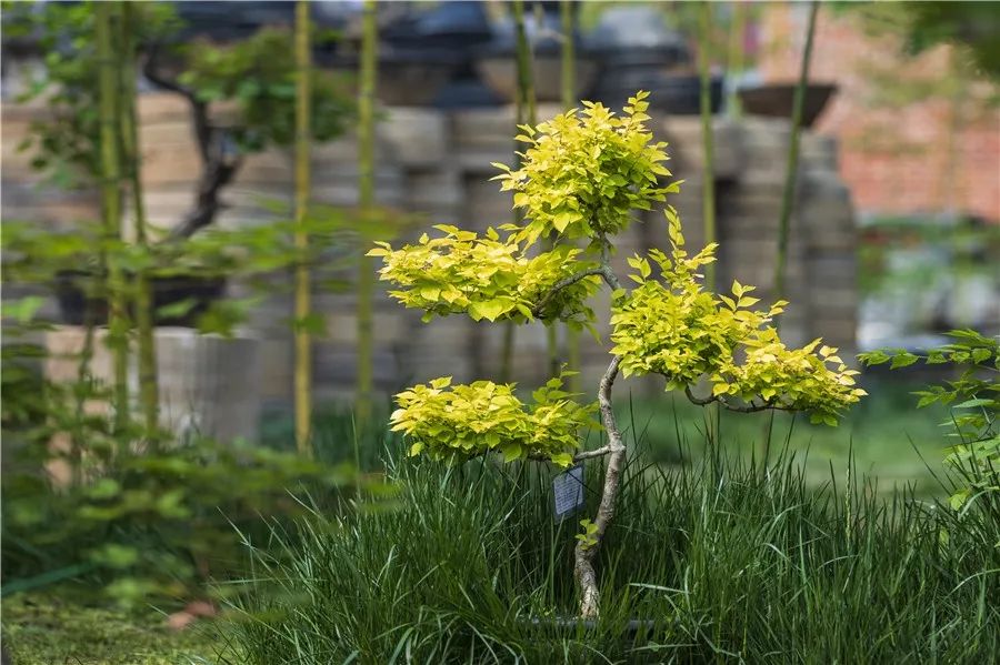 院中园,园中园农家饭庄
