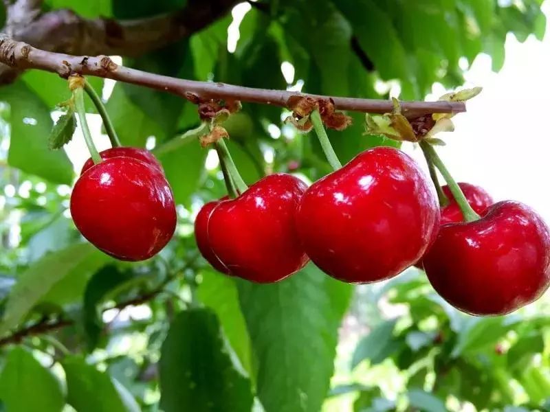 拿好这篇西安采摘樱桃指南,西安白鹿原樱桃采摘