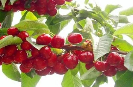 拿好这篇西安采摘樱桃指南,西安白鹿原樱桃采摘