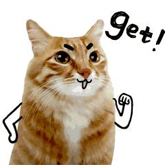 车牌号可以重新换新号牌吗,车牌可以互换了