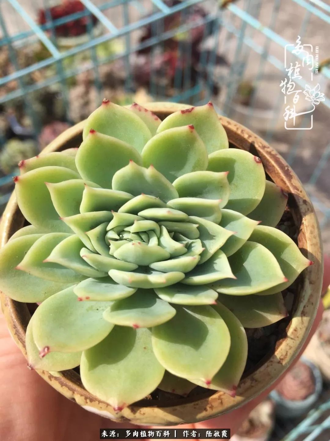 往后余生与花草相伴,往后余生与健康相伴