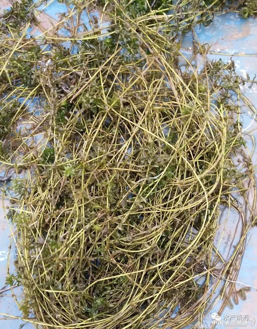 四个小技巧除草不伤苗,四招解决蓝藻爆发