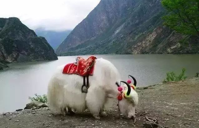 牛品种最好是哪个品种,适合生产雪花牛肉的中国牛品种