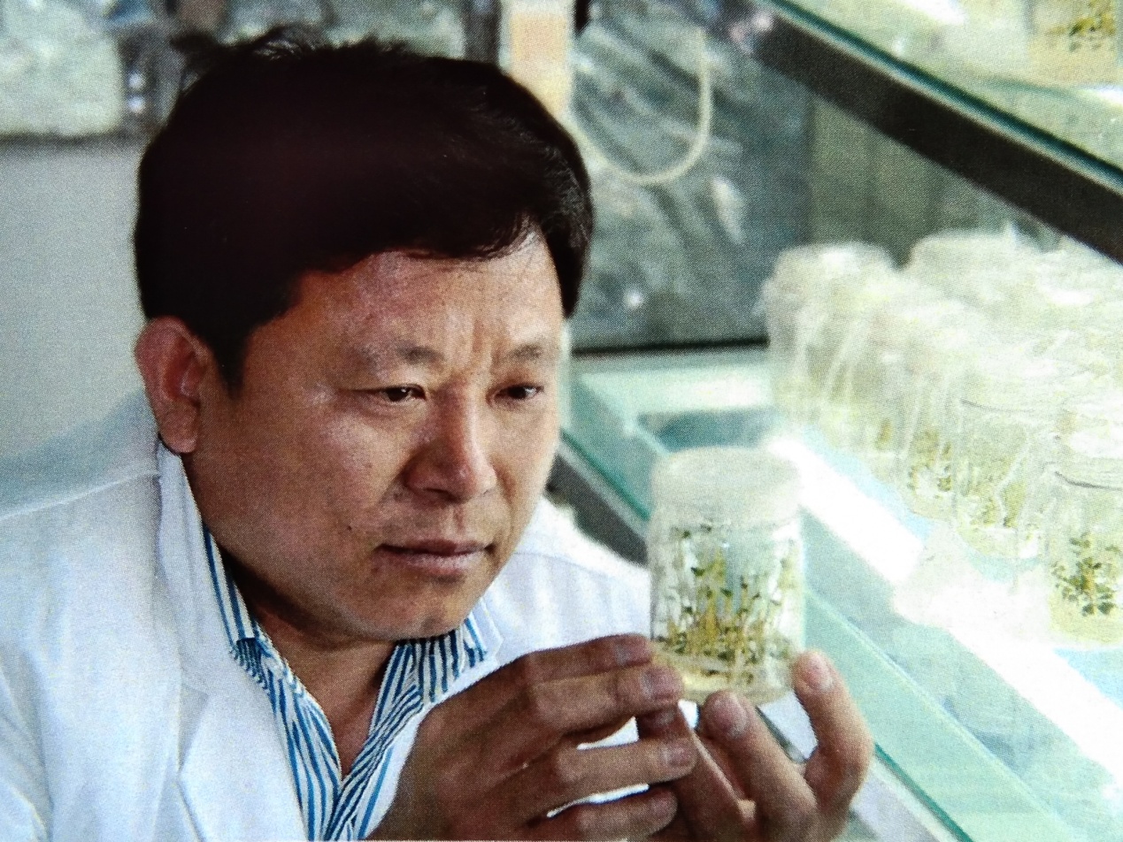 界河小土豆,兴平小土豆成了群众致富的金豆豆