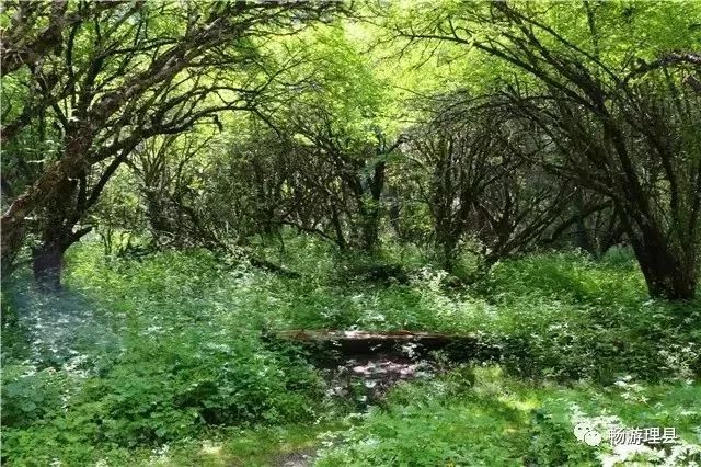 当四川人和重庆人见面,当四川人相遇