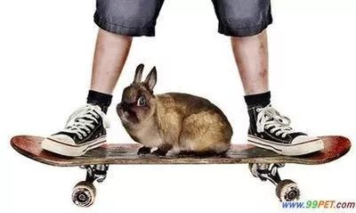 开宠物洗护店一年多少利润,平民养宠物店经营模式