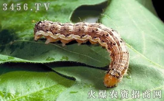 杀青虫什么药最好,杀青虫最有效的方法