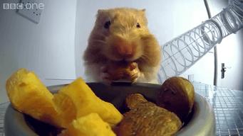 仓鼠的嘴巴和舌头是怎么样的,仓鼠这么可爱能吃掉吗