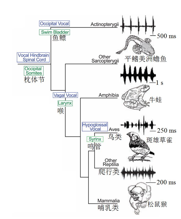 鱼儿会说话吗,鱼儿叫动物吗