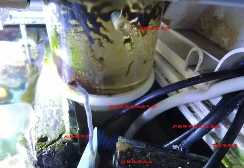 海缸害怕阳光照射吗,海缸如何压制褐藻