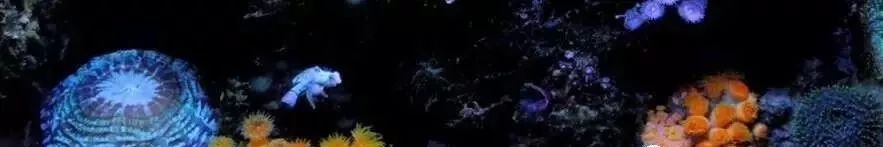 海缸害怕阳光照射吗,海缸如何压制褐藻