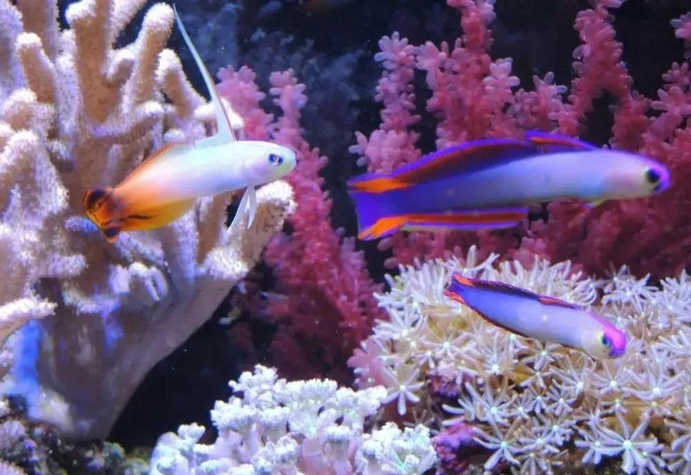 海缸害怕阳光照射吗,海缸如何压制褐藻