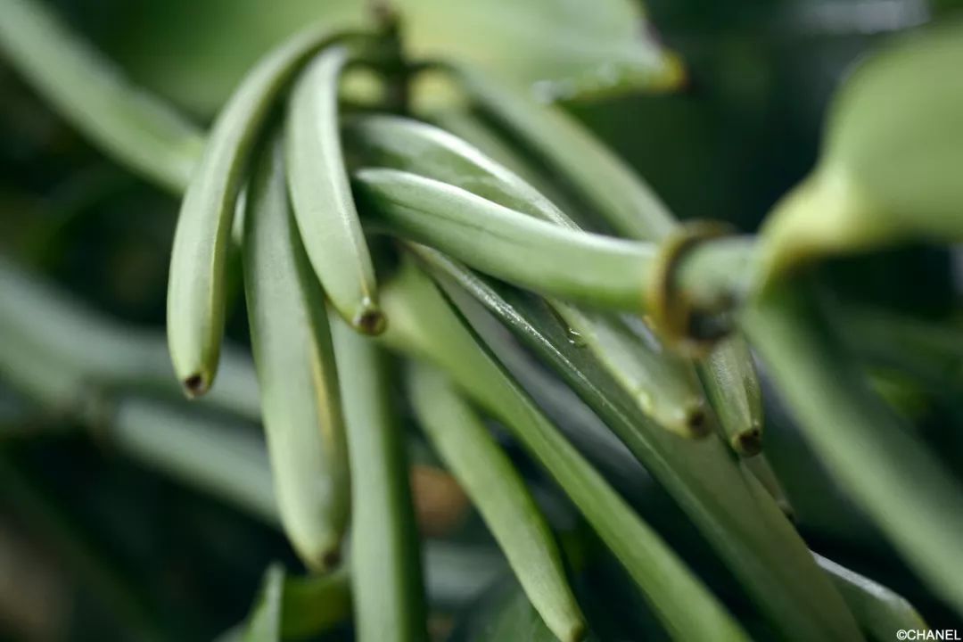 林允的命运,林允为什么这么美貌