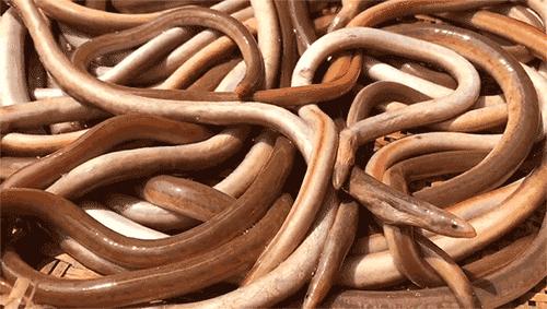 渔家女揭露海鲜市场黑幕,渔家女直播回放