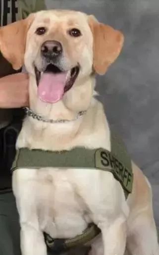 缉毒犬会染上毒瘾吗视频讲解,闻毒品的缉毒犬会因此染上毒瘾吗