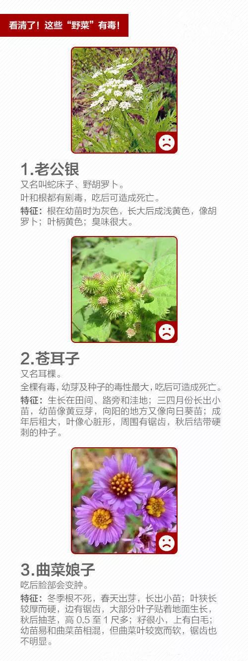 海芋对人有毒吗,海芋中毒不吃药会好吗