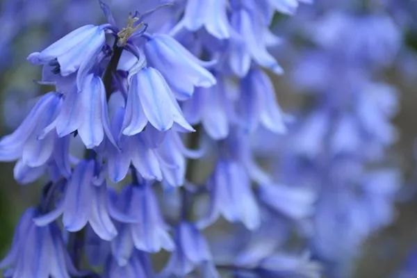 寻香|还原派VS颠覆派？诶呦~想不到这花还有两副面孔！（上）