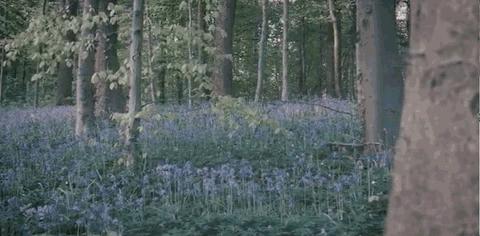 寻香|还原派VS颠覆派？诶呦~想不到这花还有两副面孔！（上）